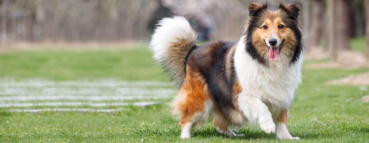 English collie best sale